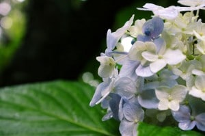 pruning Hydrangea