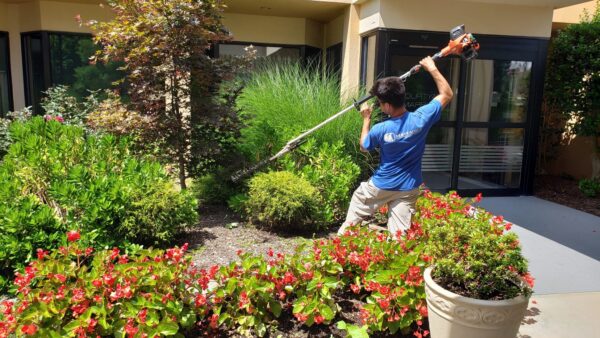 commercial property owners loving shrub care from Neave's commercial landscaping services