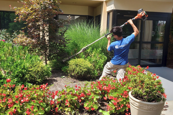 A skilled worker trimming trees and shrubs at a commercial property.