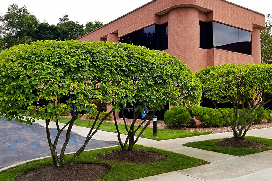 Accessible business landscape features with trimmed shrubs, paved walkways, and parking spaces near a commercial building.