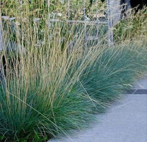 Blue Oat Grass for Commercial Landscapes