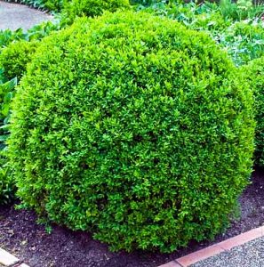 Plant Boxwood