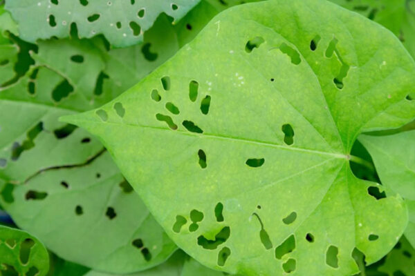 Damaged leaves with holes caused by insects