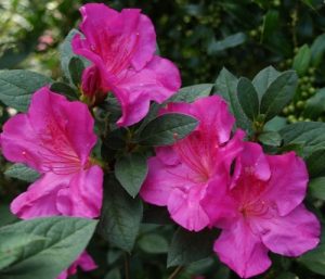 Encore Azalea Plants