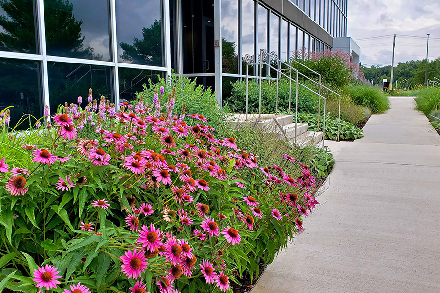 Flower beds with pink coneflowers and green plants line a walkway outside a corporate building, showcasing commercial landscaping for office buildings.