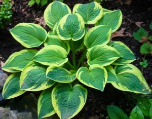 Hosta Plants for Gardening