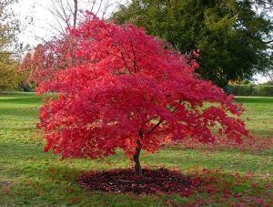 Planting Japanese Maple Trees