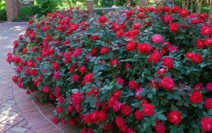 Gardening Knock Out Roses