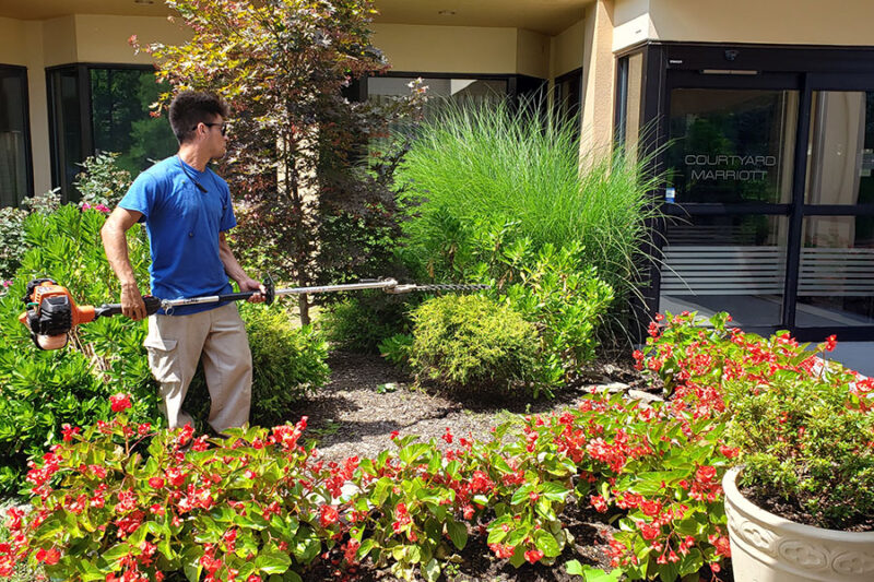 Professional landscaper pruning and trimming trees and plants in a well-maintained commercial property.