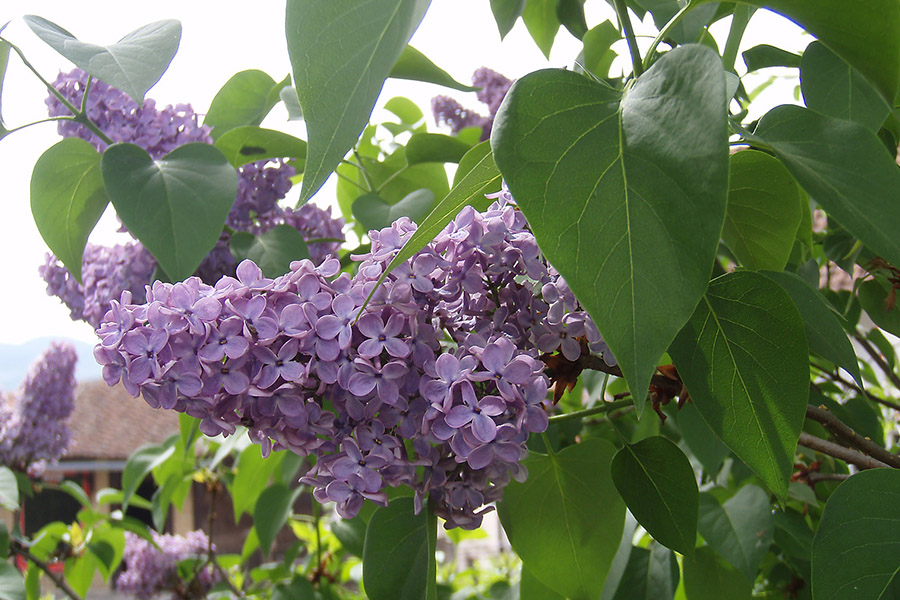 Salt tolerant plant for high traffic commercial areas featuring blooming purple lilacs surrounded by green heart-shaped leaves.