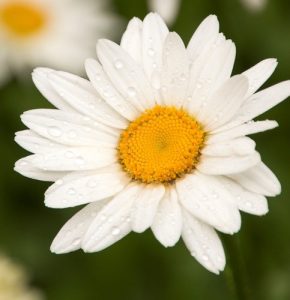 Shasta Daisies for Commercial Property