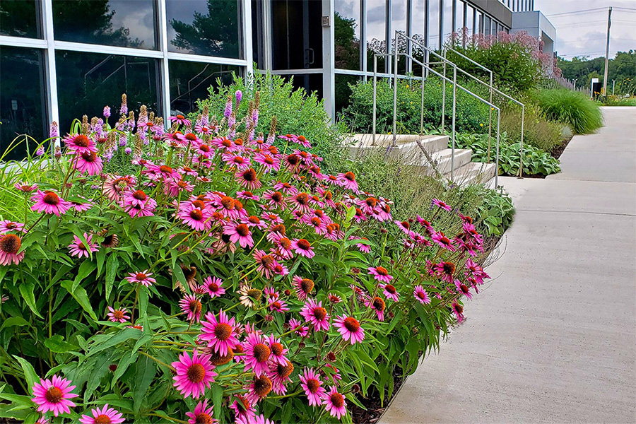 Vibrant native flowers outside a commercial building showcasing biodiversity in commercial landscaping with sustainable design