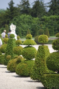 tree trimming and shrub pruning Versailles France